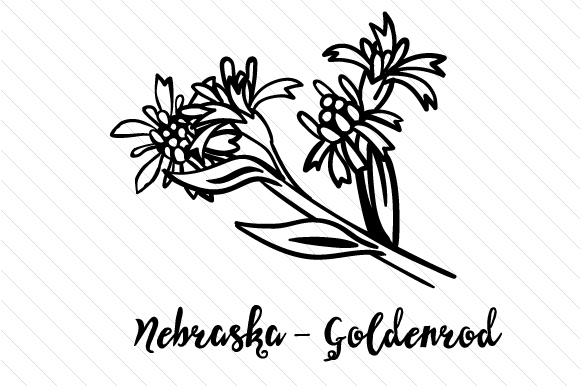 580x386 state flower nebraska goldenrod - Goldenrod Flower Drawing