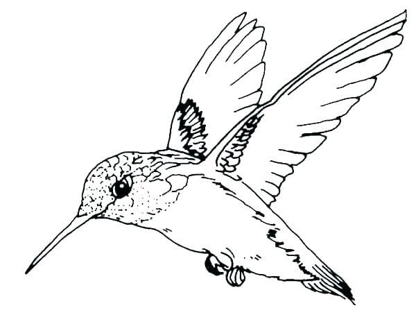 600x480 coloring pages halloween pumpkin for adults easy scary of flowers - Goldenrod Flower Drawing