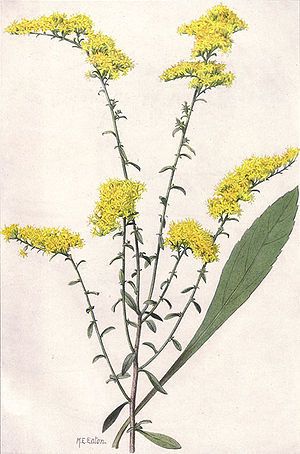 300x454 drawn wildflower goldenrod flower - Goldenrod Flower Drawing