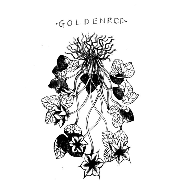 700x700 goldenrod blastocoel sound - Goldenrod Flower Drawing