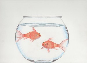 Goldfish Bowl Drawing at PaintingValley.com | Explore collection of ...