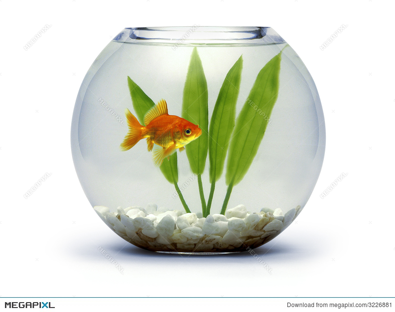 800x631 goldfish bowl stock photo - Goldfish Bowl Drawing