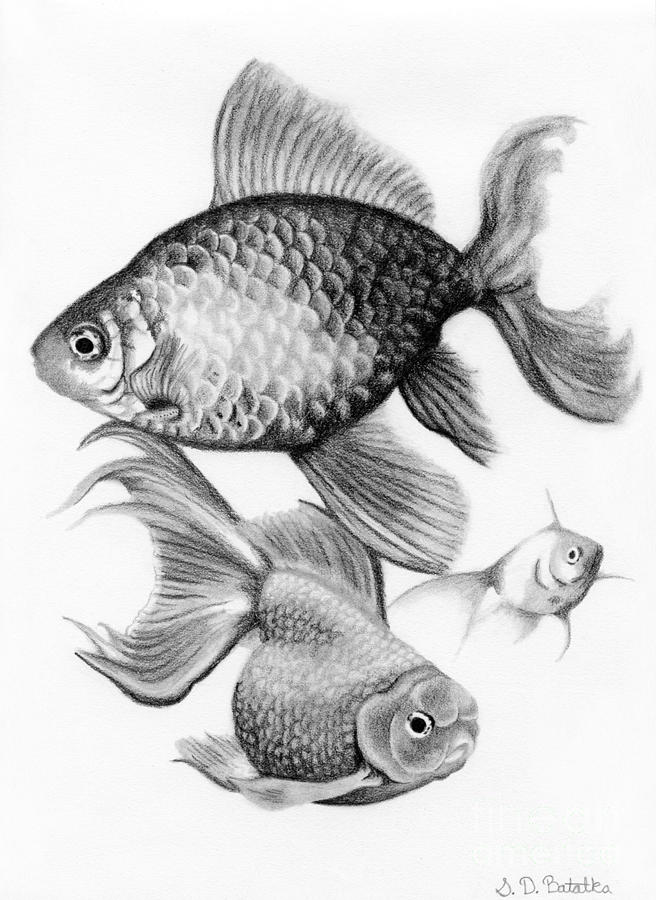 656x900 goldfish drawing - Goldfish Drawing