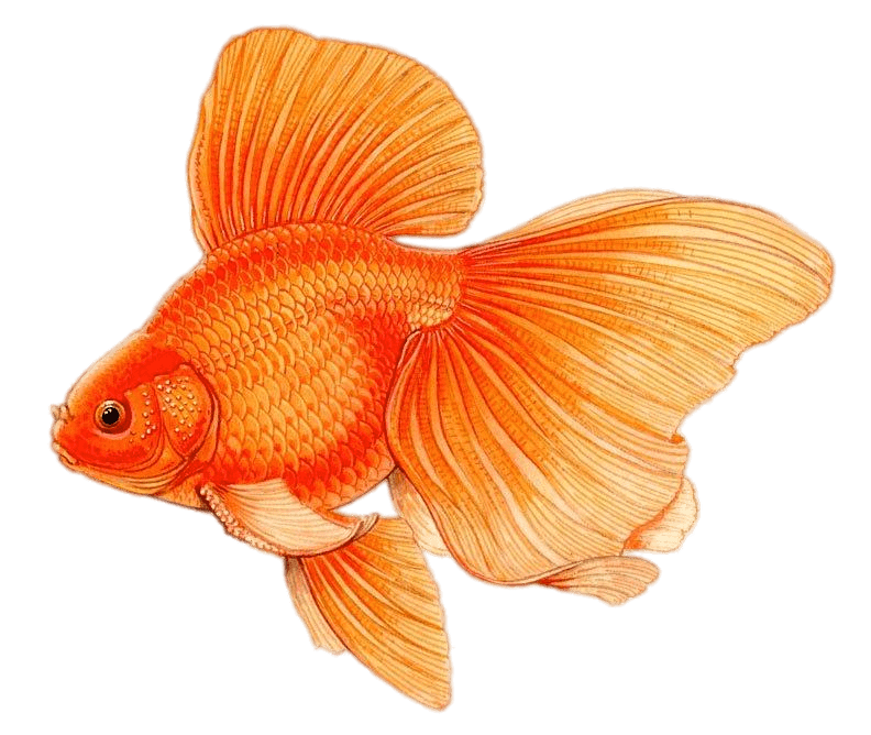 Goldfish Drawing at Explore collection of Goldfish