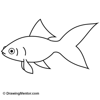 350x350 how to draw a goldfish - Goldfish Drawing