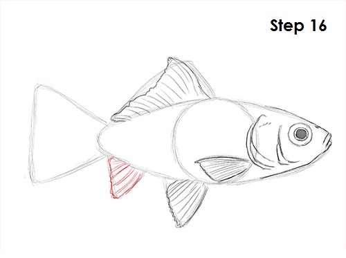 500x373 how to draw a goldfish - Goldfish Drawing