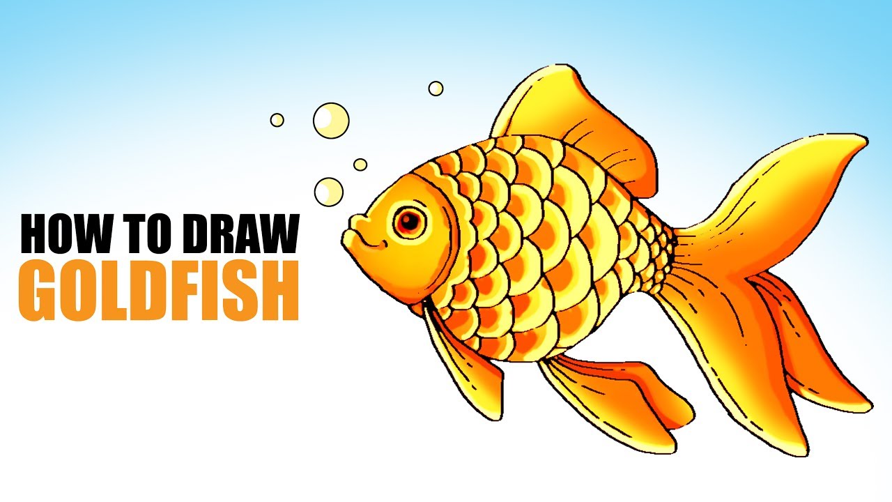 1280x720 how to draw a goldfish step - Goldfish Drawing