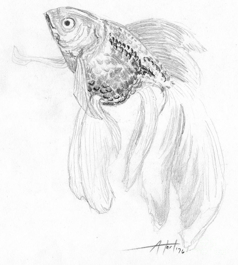 808x900 fancy goldfish drawing - Goldfish Drawing