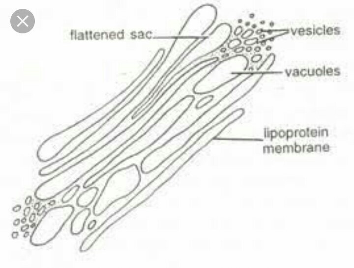 Golgi Apparatus Drawing at PaintingValley.com | Explore collection of ...