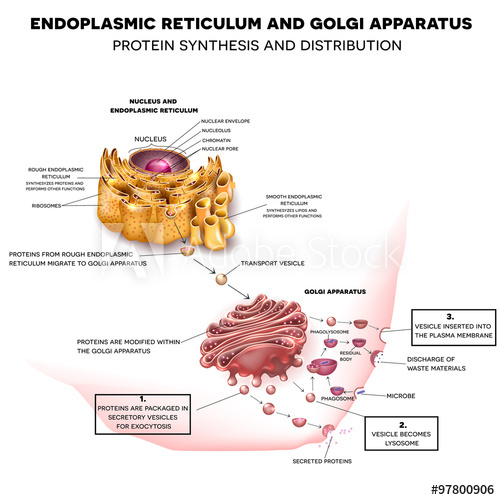 500x500 Endoplasmic Reticulum And Golgi Apparatus Protein Synthesis - Golgi Apparatus Drawing