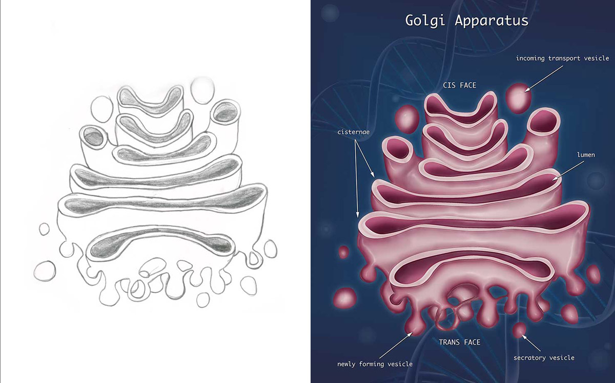 Golgi Apparatus Drawing at Explore collection of