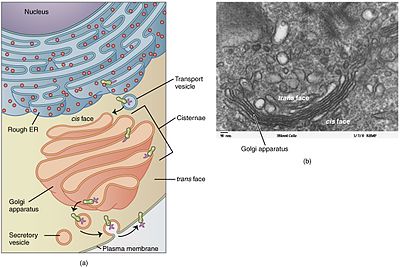400x268 Golgi Apparatus - Golgi Apparatus Drawing