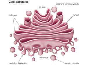 300x225 Golgi Apparatus Definition, Function, Location, Facts - Golgi Apparatus Drawing