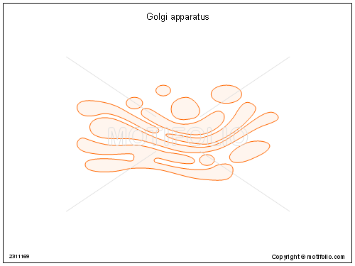 Golgi Apparatus Drawing at PaintingValley.com | Explore collection of