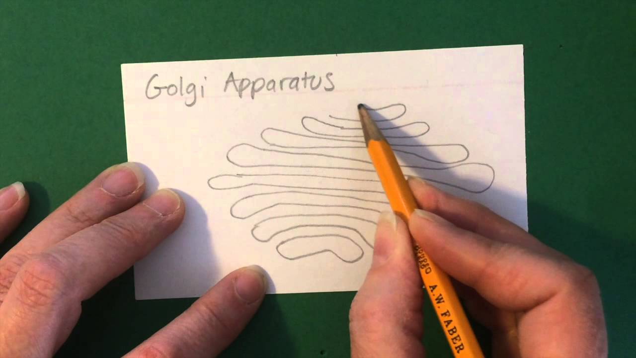 1280x720 How To Draw The Golgi Apparatus - Golgi Apparatus Drawing