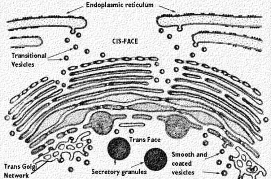 549x364 The Golgi Complex Celebrate Cytochemistry Gwen V Childs, Ph D - Golgi Apparatus Drawing