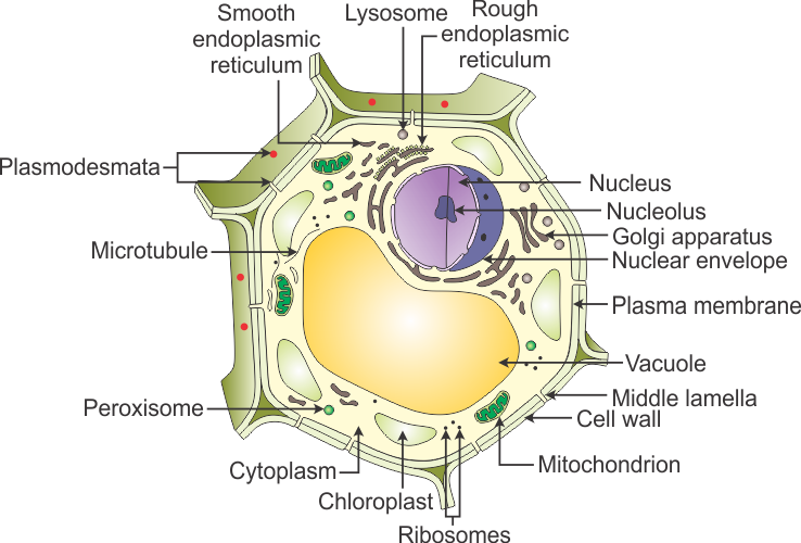 738x500 A Draw A Neat Diagram Of A Plant Cell And Label The Following - Golgi Apparatus Drawing