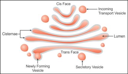 Golgi Apparatus Drawing at PaintingValley.com | Explore collection of