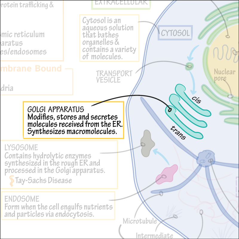 Golgi Apparatus Drawing at PaintingValley.com | Explore collection of