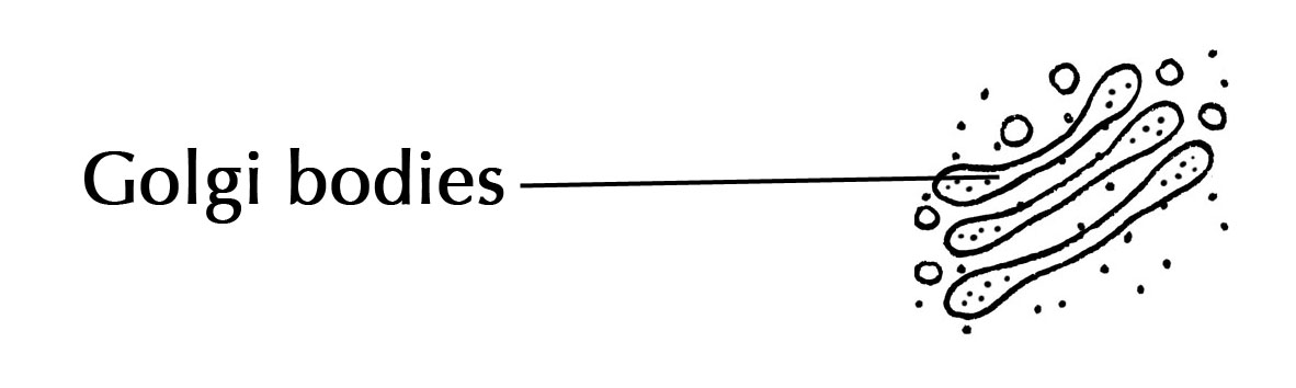 1182x354 Cell Organelles Cells The Basic Units Of Life Siyavula - Golgi Apparatus Drawing