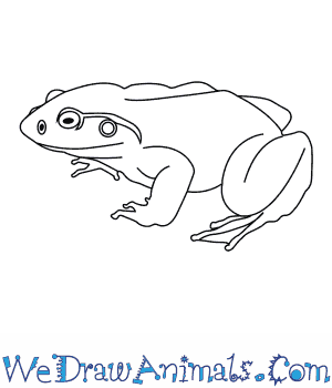 300x350 how to draw a goliath frog - Goliath Drawing