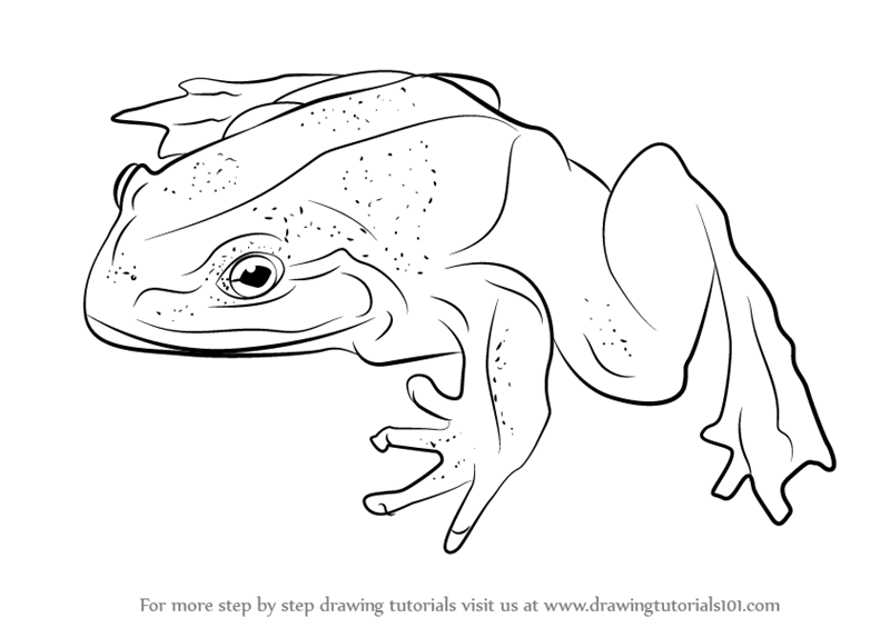 800x565 learn how to draw a goliath frog - Goliath Drawing