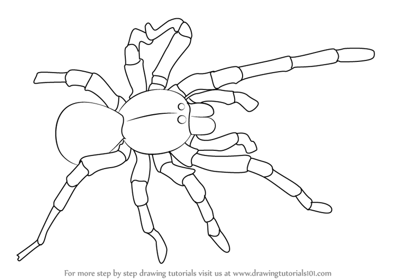 Как рисовать тарантула - 90 фото
