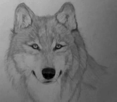 400x348 My First Wolf Drawing - Good Drawings
