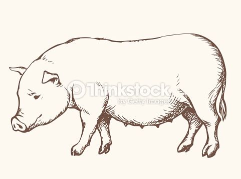 481x358 Black Spotted Pigs Drawings - Google Search By Drawing