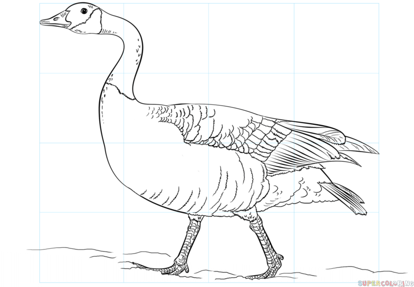 Goose Drawing