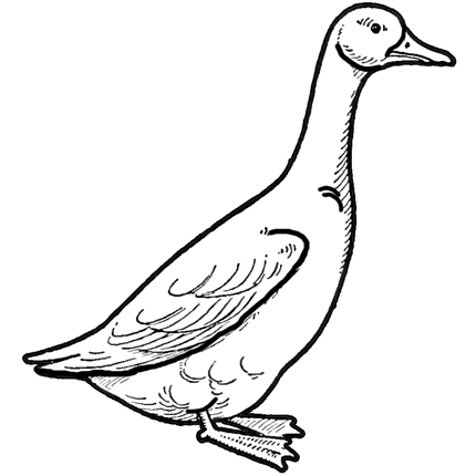 430x430 drawing a goose how to draw geese step - Goose Drawing