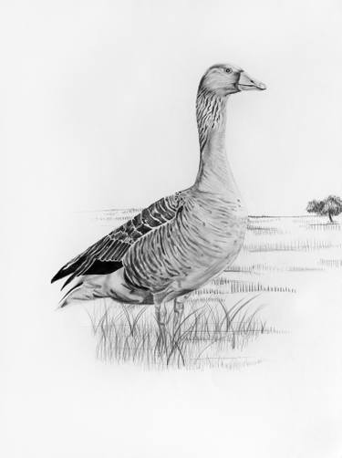 375x502 goose study drawing - Goose Drawing