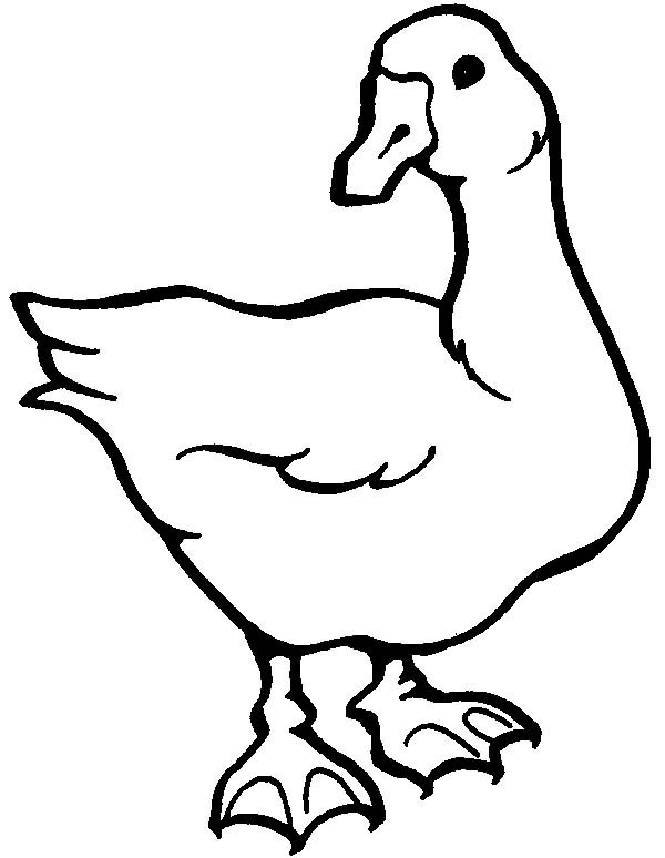 600x774 goose drawing free download - Goose Drawing