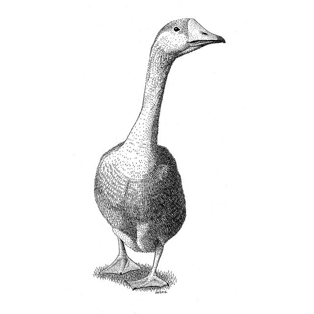 640x640 goose in my drawings goose tattoo, ink logo, drawings - Goose Drawing