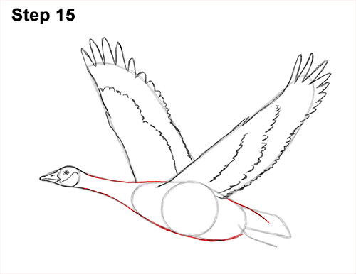 500x386 how to draw a canada goose - Goose Drawing