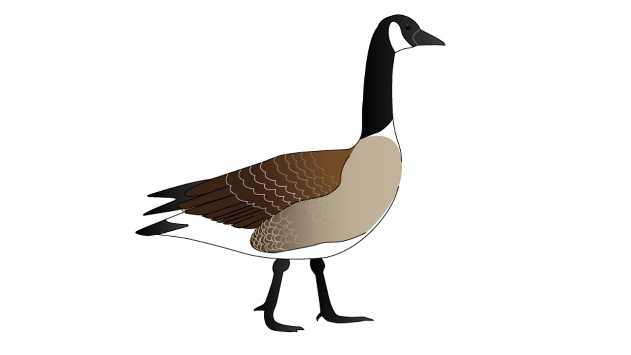 1280x720 how to draw a goose - Goose Drawing