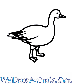 300x350 how to draw a snow goose - Goose Drawing