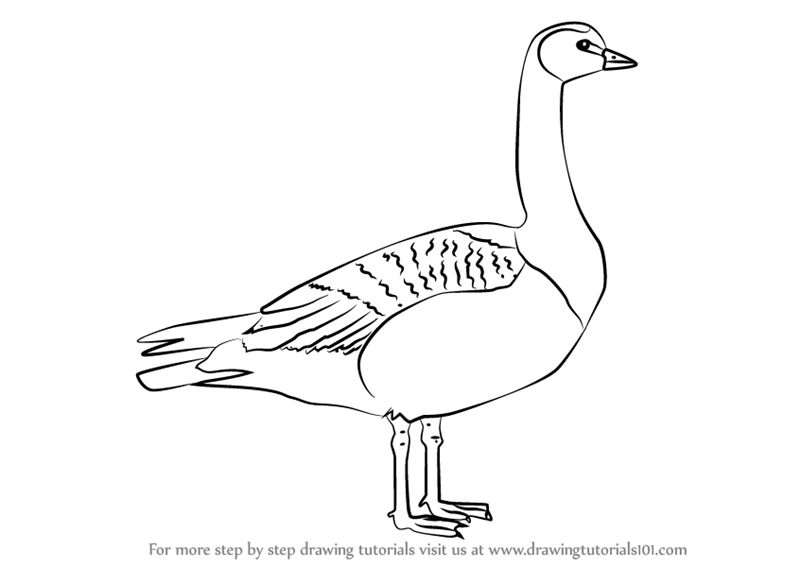 800x567 learn how to draw a barnacle goose - Goose Drawing