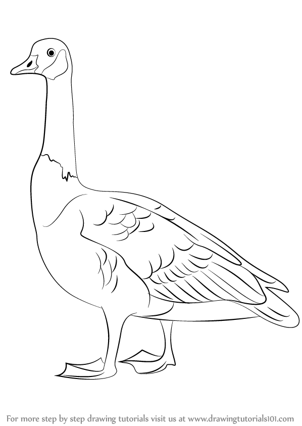 598x843 learn how to draw a canada goose - Goose Drawing