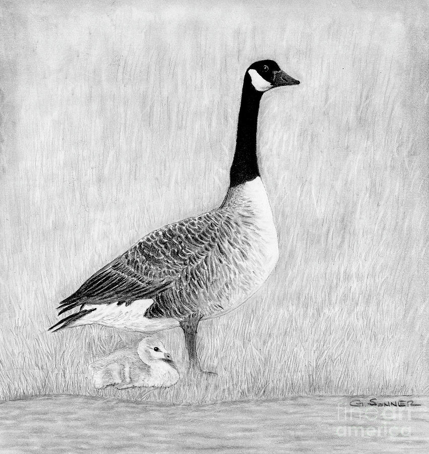 851x900 mother goose drawing - Goose Drawing