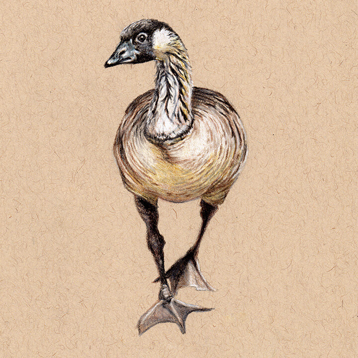 720x720 nene goose rambillo marketplace - Goose Drawing
