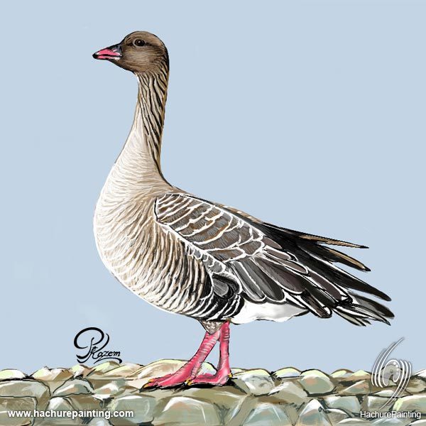 600x600 pink footed goose, drawing from the side view tutorial - Goose Drawing