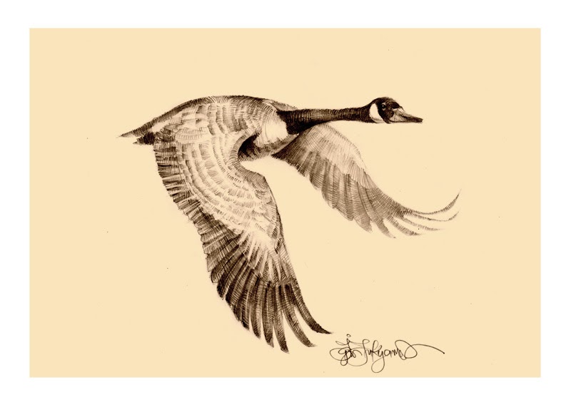 800x571 wild goose drawing - Goose Drawing