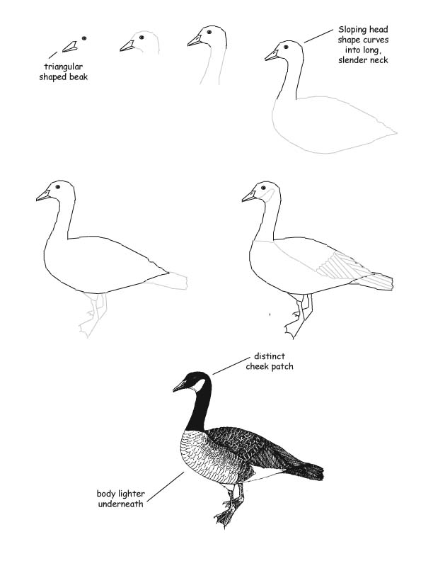 612x792 canada goose drawing lesson - Goose Drawing