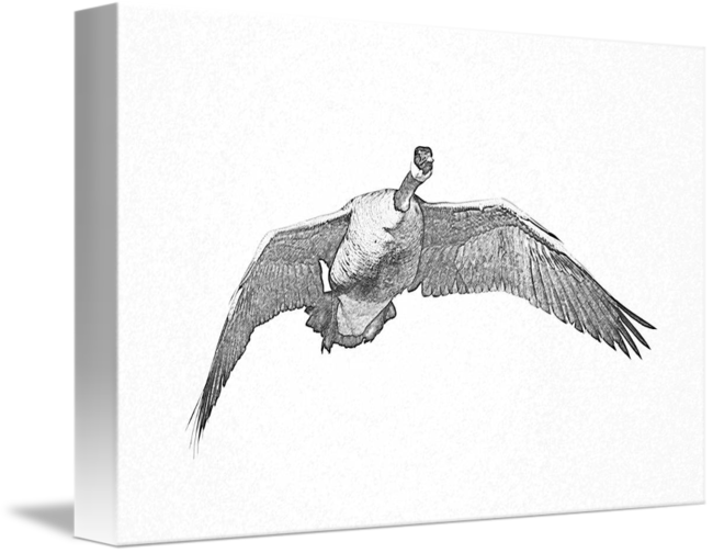 650x504 canada goose drawing - Goose Drawing