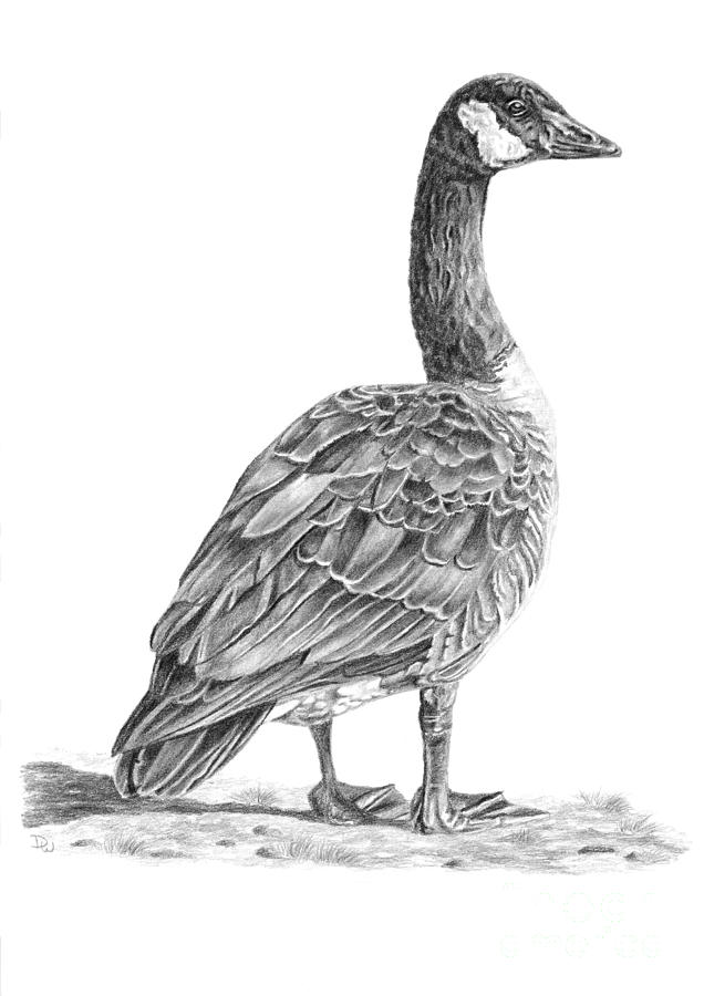 636x900 canadian goose drawing - Goose Drawing