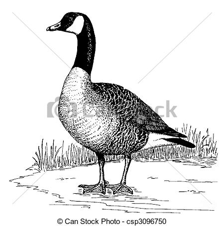 450x455 collection of free gyse clipart canada goose download on ui ex - Goose Drawing