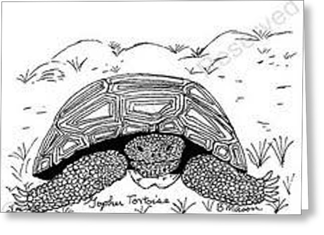 646x470 gopher tortoise drawing - Gopher Drawing