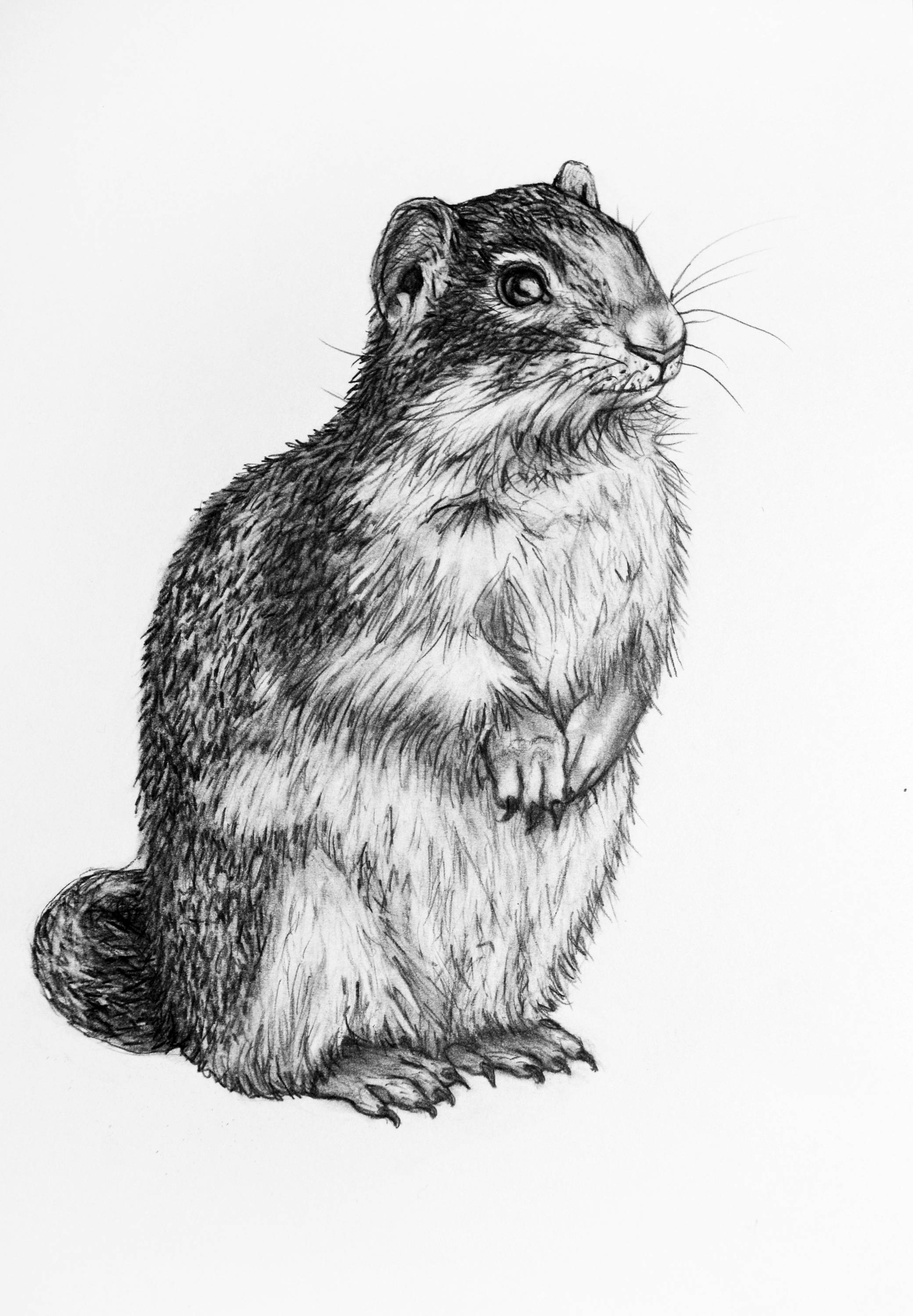 Gopher Drawing at Explore collection of Gopher Drawing