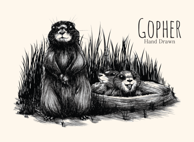 669x490 hand drawn gopher - Gopher Drawing
